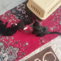 واگذاری گربه نژاد DSH