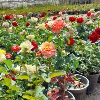 آگهی استخدام فضای سبز