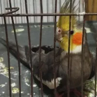 عروس هلندی گمشده،به یابنده مژدگانی داده میشود|حیوانات|نیشابور, شهرک بسیج|دیوار