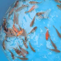 ماهی مخصوص طعمه ماهیگیری