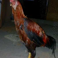 ۴۰۰۰۰۰۰