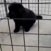 دوتا طوله بلک|سگ|دماوند, دماوند|دیوار