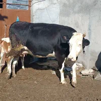 گاو سمنتال پرشیر|حیوانات مزرعه|هشترود, |دیوار