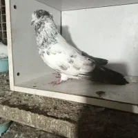 کبوتر شمرونی