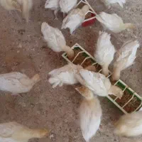 جوجه بوقلمون بیوتی ۲۵ عدد|حیوانات مزرعه|هندیجان, |دیوار