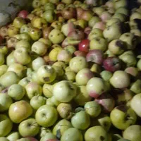 خرید سیب شهدی یا زیر درختی|خدمات باغبانی و درختکاری|شیروان (خراسان), |دیوار