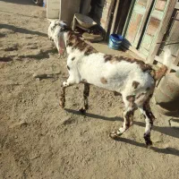 پنجاب نر رنگی برای نسل