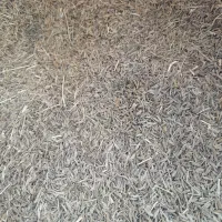 زیره سبز کرابیه