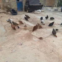 مرغ محلی