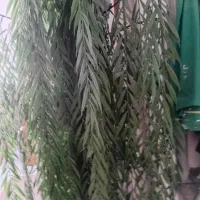گل مصنوعی بید مجنون