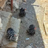 مرغ وخروس کوشین|حیوانات مزرعه|بوئین و میاندشت, |دیوار