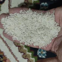 انواع برنج محلی و ایرانی|خوردنی و آشامیدنی|شیراز, احمدی جنوبی|دیوار