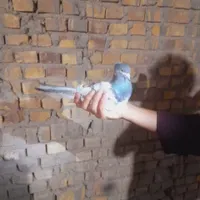 کفتر|پرنده|اردکان, |دیوار