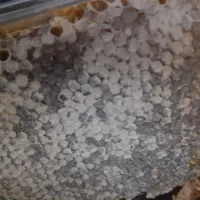 عسل طبیعی مراغه پنیر لیقوان . بادام برگ زردآلو|خوردنی و آشامیدنی|تهران, مشیریه|دیوار
