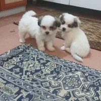 سگ پشمالو خانگی|سگ|نقده, |دیوار