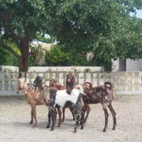 بز پاکستانی پلنگی