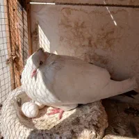 یه جفت زاغ|پرنده|مسجد سلیمان, |دیوار