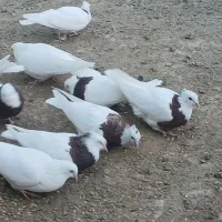 طوقی|پرنده|جغتای, |دیوار