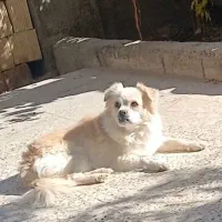 گمشده|سگ|نجف‌آباد, جلال آباد|دیوار