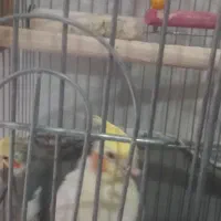 سه عددعروس هلندی|پرنده|گرمسار, |دیوار