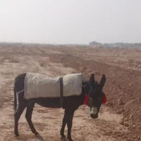 خر الاغ گله ای|حیوانات مزرعه|برخوار, |دیوار