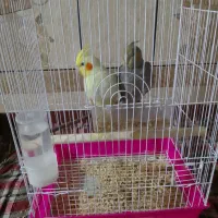 جوجه عروس|پرنده|سراوان, |دیوار