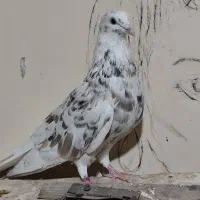 نرکوهی دمپاک جوان|پرنده|شوشتر, |دیوار