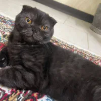 برای جفت گیری با رگ خونی بالا|گربه|پردیس, فاز ۱۱|دیوار