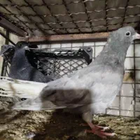 دمسفید|پرنده|نگین شهر, |دیوار