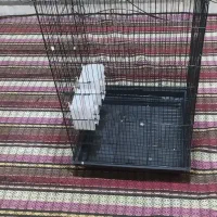 قفس طوطی در حد نو