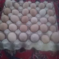فروش  تخم مرغ محلی