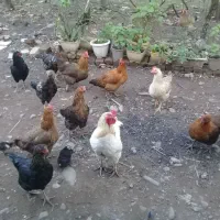 فروش مرغ وخروس محلی نژاددار