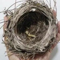 قناری برای فروش