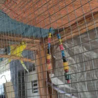 مرغ عشق|پرنده|الوند, |دیوار