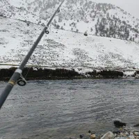 فروش ماهی قزل آلا سرد آبی الیگودرز