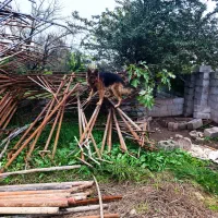 حیوان خانگی|سگ|رضوانشهر, |دیوار