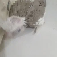 با سلام جوجه عروس هلندی|پرنده|قشم, |دیوار