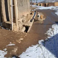 سگ قهدیرجانی