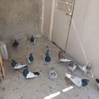 کفتر کله وسینه|پرنده|شیراز, پانصد دستگاه ارتش|دیوار