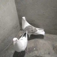 پلاکی