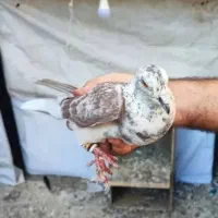 یک عددنر مسافتی ساالم