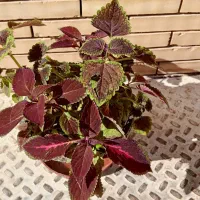 گل حسنی یوسف