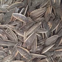 تخمک تازه افتابگردان