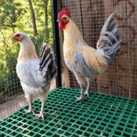 مرغ و خروس نژادخارجی فیروزه ای