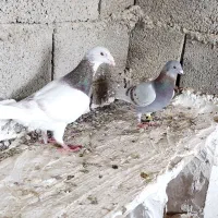 کبوترپلاکی