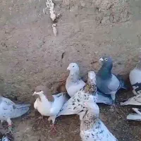کبوتر سرور پرشی 19عدد