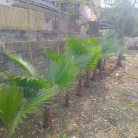 پالم، یوکا، یاس هلندی|گل و گیاه طبیعی|رحیم‌آباد, |دیوار