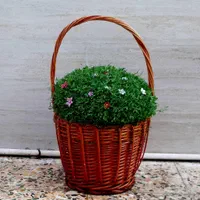 سبزه آماده تحویل|گل و گیاه طبیعی|کوهدشت, |دیوار