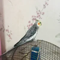 عروس هلندی نر سینامون