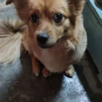 سگ اشپیتز گمشده،